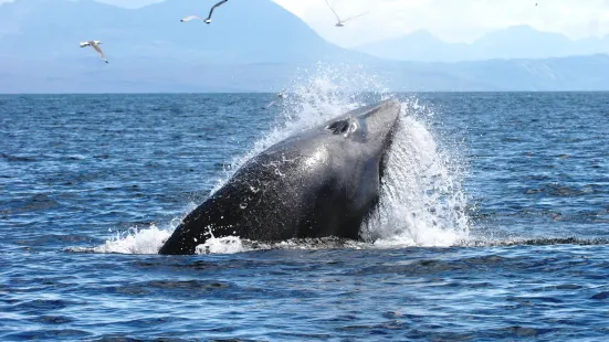 Hebridean Whale Cruises