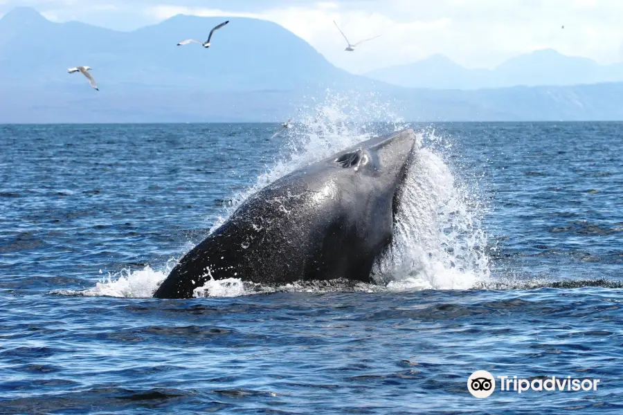 Hebridean Whale Cruises