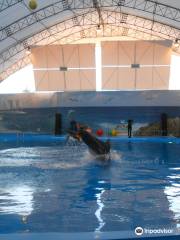 Dolphinarium "Nemo"