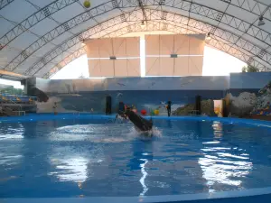 Kobleve Dolphinarium Nemo