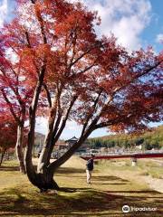 Maple Forest of Yuishoan Trace