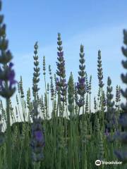 Seven Oaks Lavender Farm