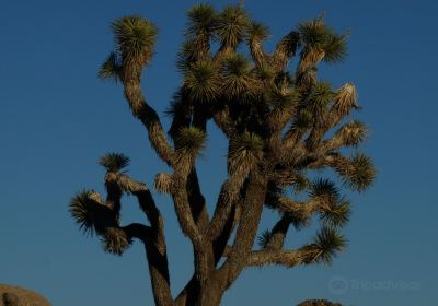 Desert Institute at Joshua Tree National Park