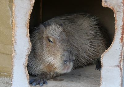 周南市徳山動物園