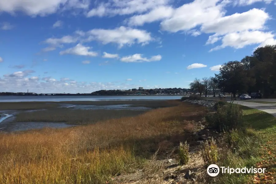 Back Cove Trail