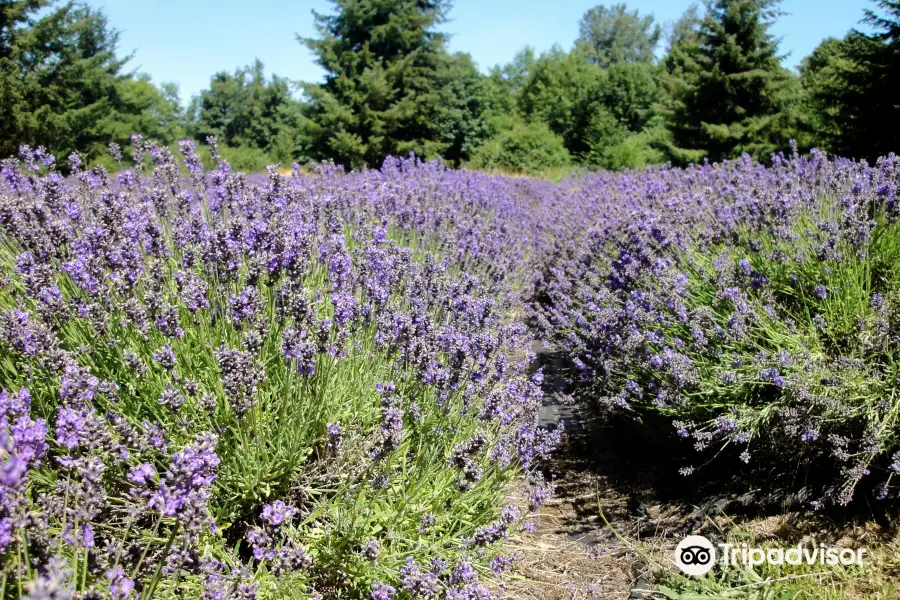 Martha Lane Lavender Farm