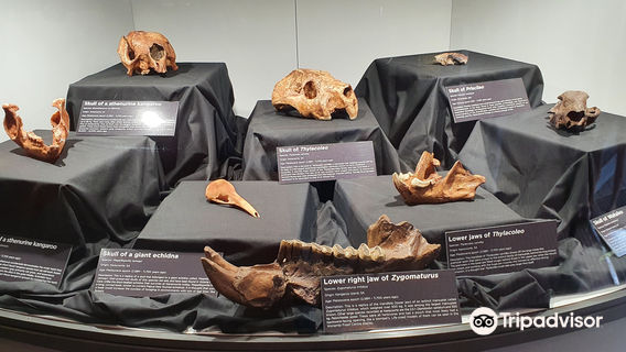 Naracoorte Caves - Wonambi Fossil Centre