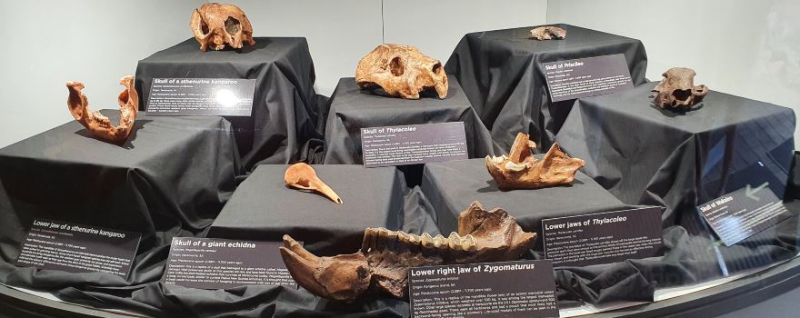 Naracoorte Caves - Wonambi Fossil Centre