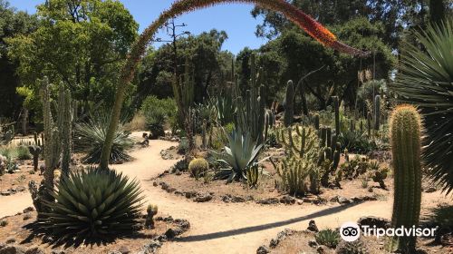 Arizona Garden