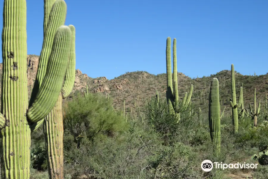 Desert Discovery Nature Trail