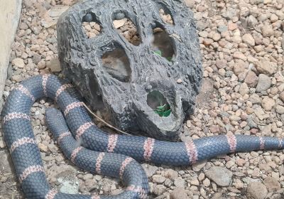 Meserani Snake Park