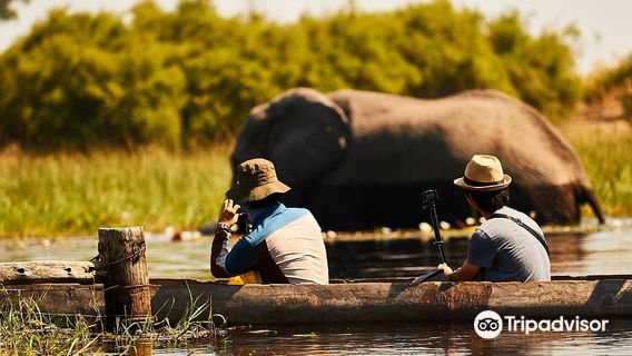 Maun