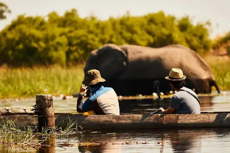Maun