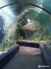 Sochi Discovery World Aquarium