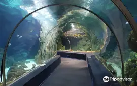 Sochi Discovery World Aquarium