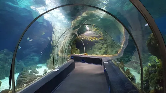 索契海洋探索世界水族館