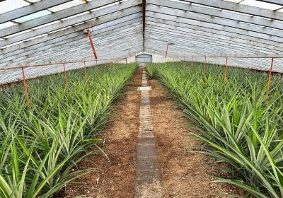 Pineapples Santo António