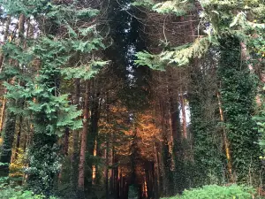 Moore Abbey Woods