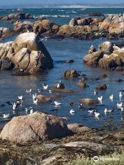 Cape Columbine Nature Reserve