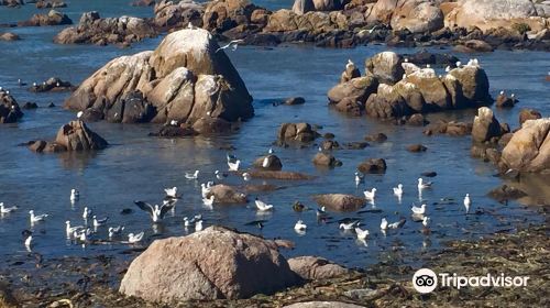 Cape Columbine Nature Reserve Tietiesbaai