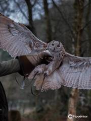 Forest Falconry