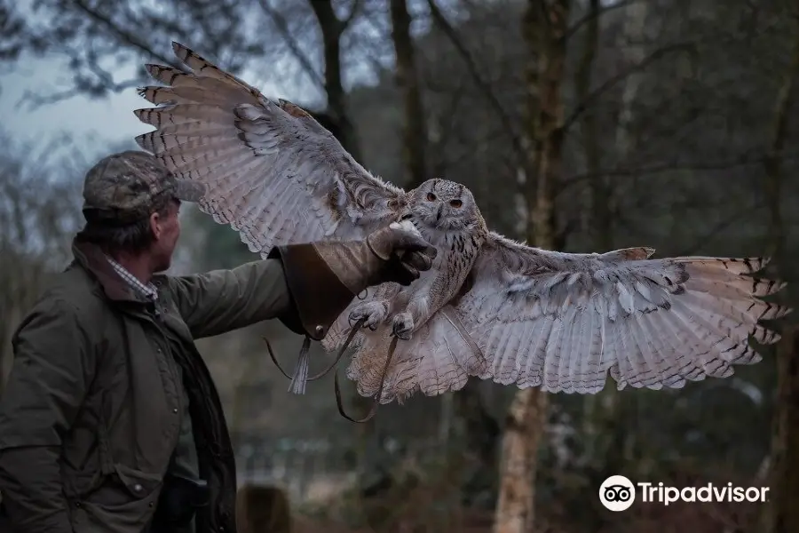 Forest Falconry