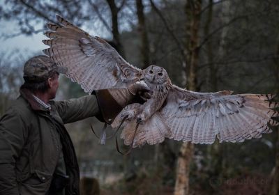 Forest Falconry