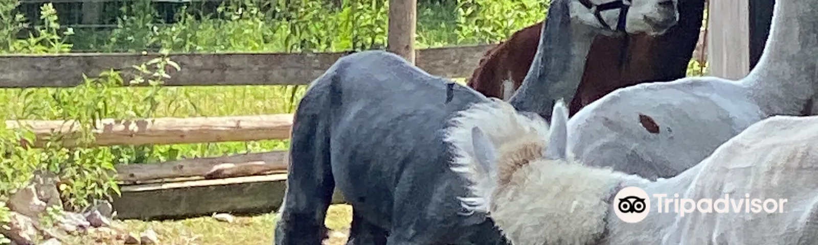 КрамахеWi-Fi и SIM-карты