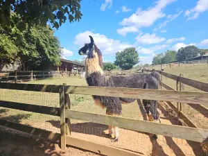 Divine Llama Vineyards