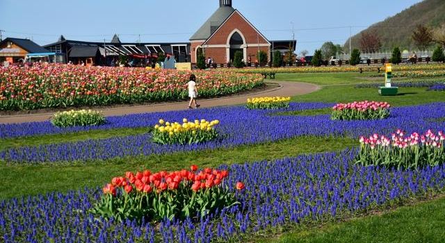 Kamiyubetsu Tulip Park