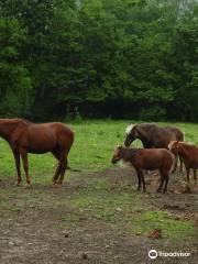 Mountain View Ranch