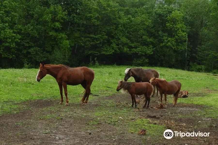 Mountain View Ranch