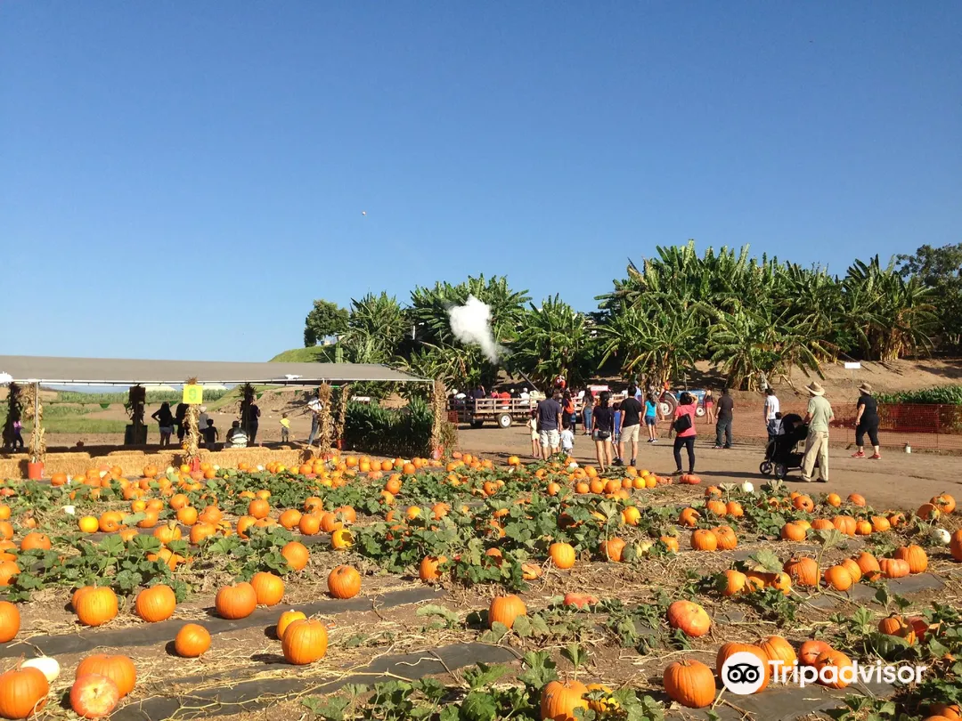 2_Tanaka Farms