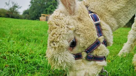 Pine Tree Alpacas