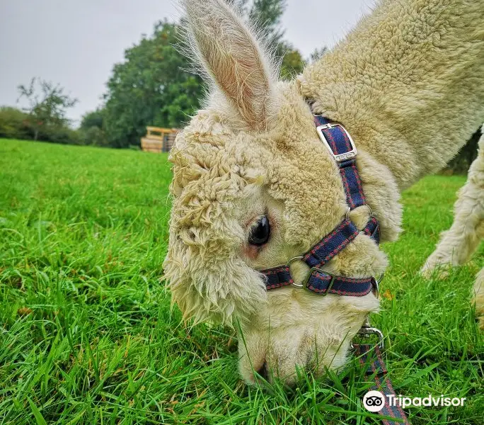 Pine Tree Alpacas