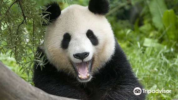 Tiergarten Schoenbrunn - Zoo Vienna