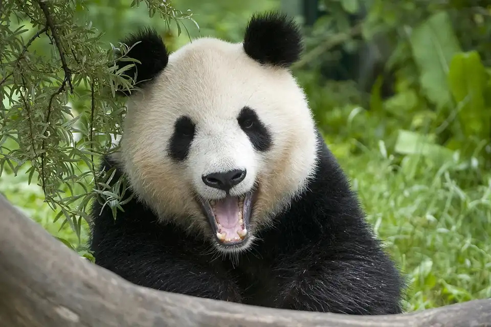 Hotels near Tiergarten Schoenbrunn - Zoo Vienna