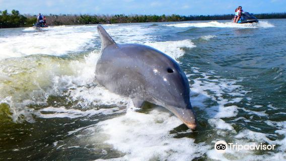 Avi’s Watersports - Marco Island Dolphin Jet Ski Tours