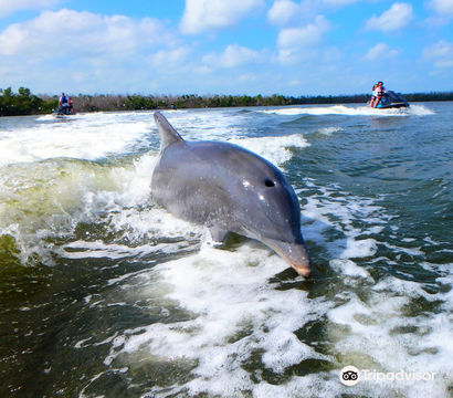 Avi’s Watersports - Marco Island Dolphin Jet Ski Tours