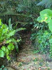 八重山 鍾乳洞 動植物園