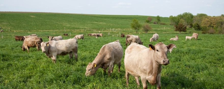 Seven Seeds Farm