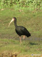 The Pantanal of Rio Negro State Park