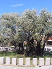 Old Olive Tree