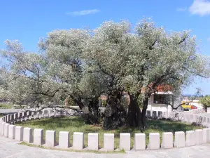 Old Olive Tree