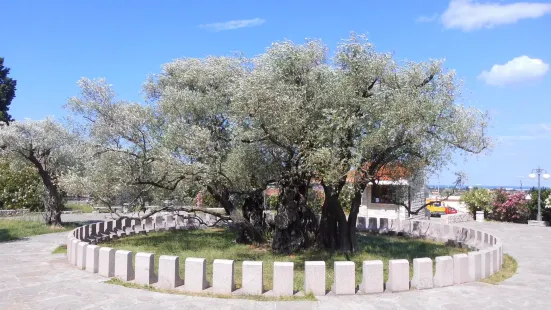 Old Olive Tree