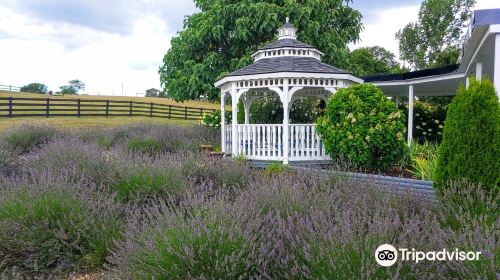 White Oak Lavender Farm & The Purple WOLF Vineyard