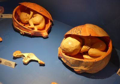 Musee de l'Ecorche d'Anatomie