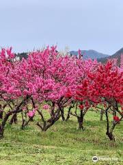 飯坂温泉 花ももの里