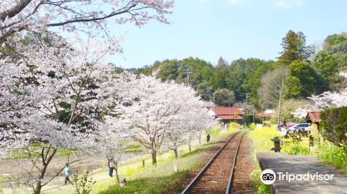 飯給の桜