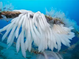 Argentario Divers